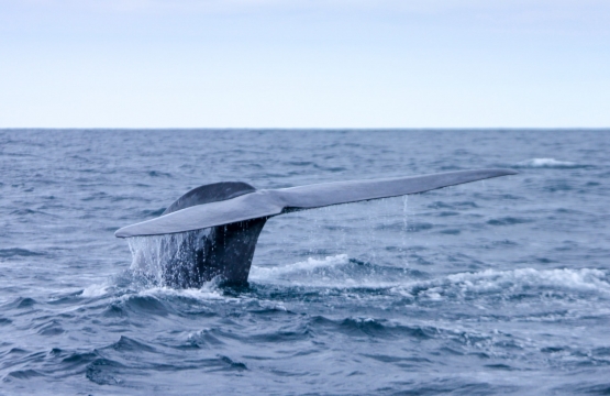 mayte-garcia-llorente--AMjf3_2a7g-unsplash whale watching azores