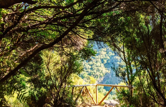 MADEIRA levada do risco stephen-lammens-HXPMk71CFqI-unsplash